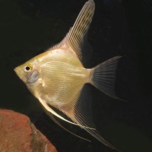 Escalar Gold 3-3,5cm